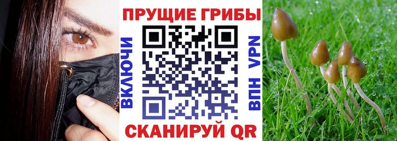 наркота omg рабочий сайт Псилоцибиновые грибы Cubensis Ленинградская